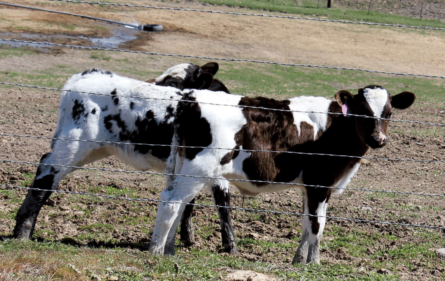 calves-1