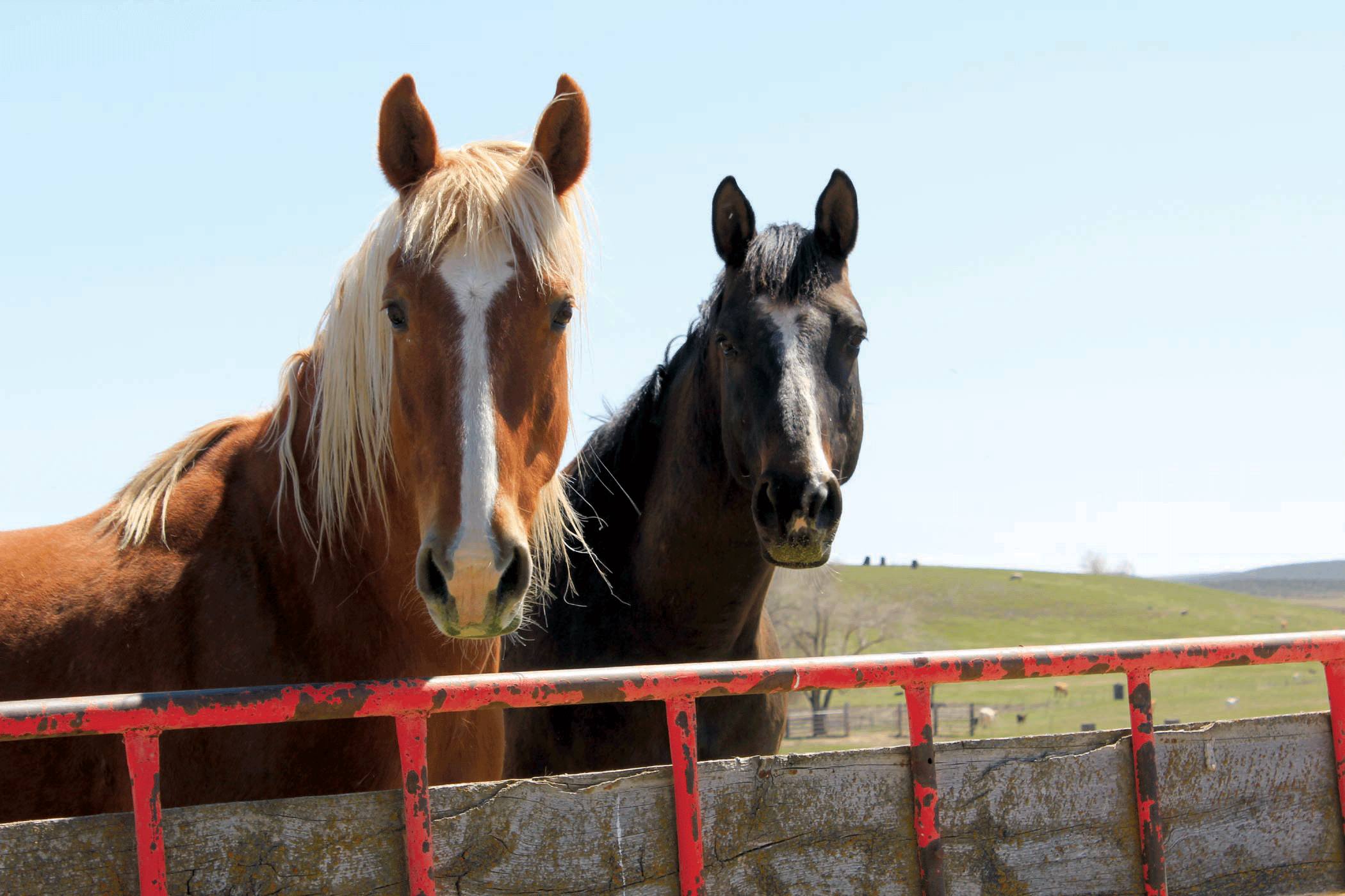 horses-2