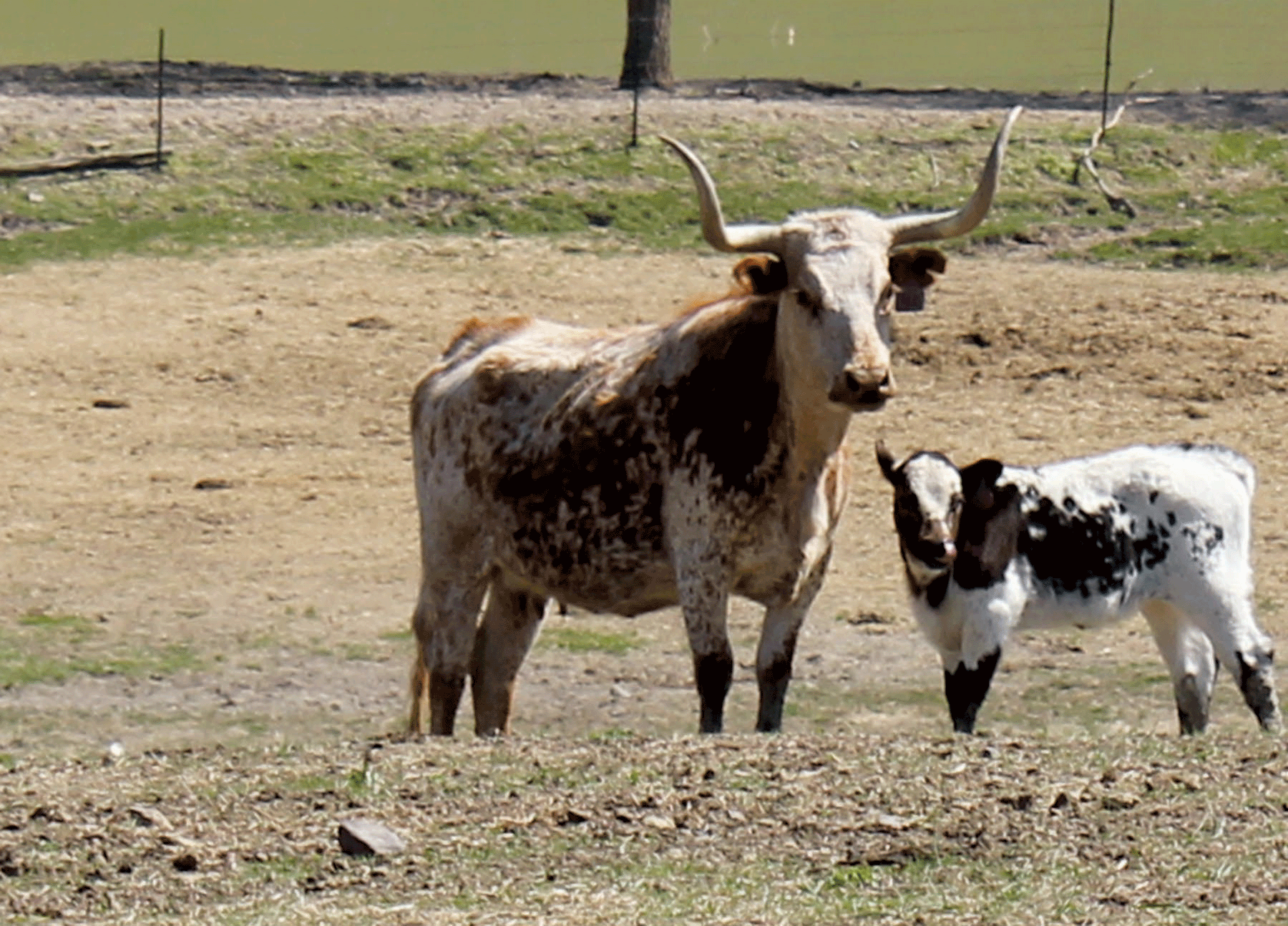 long-horn