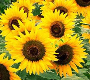 sunflowers