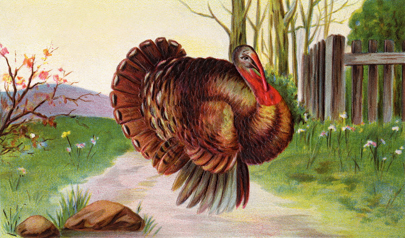 turkey
