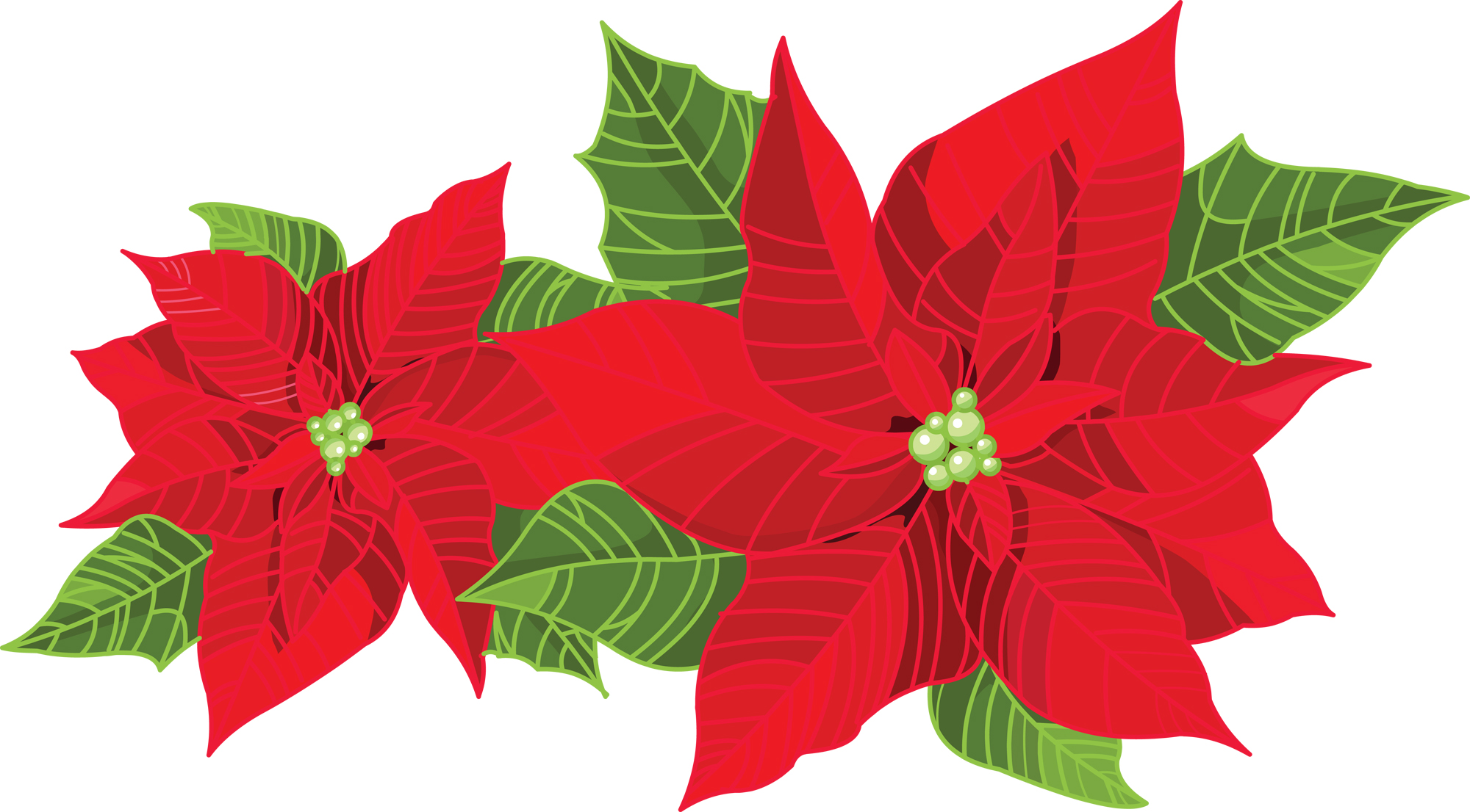 poinsettia