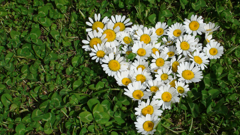 daisy heart with clover