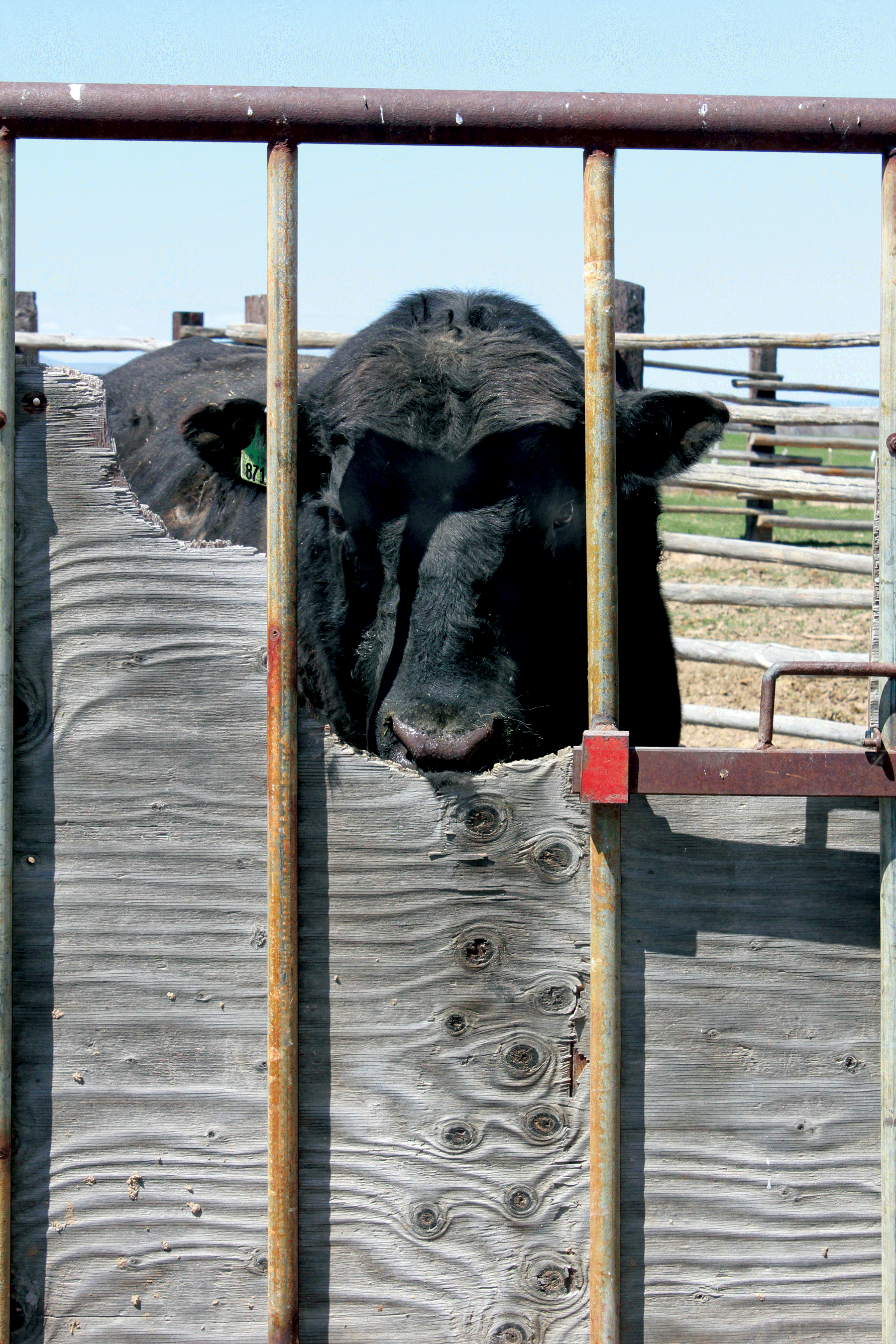 bull