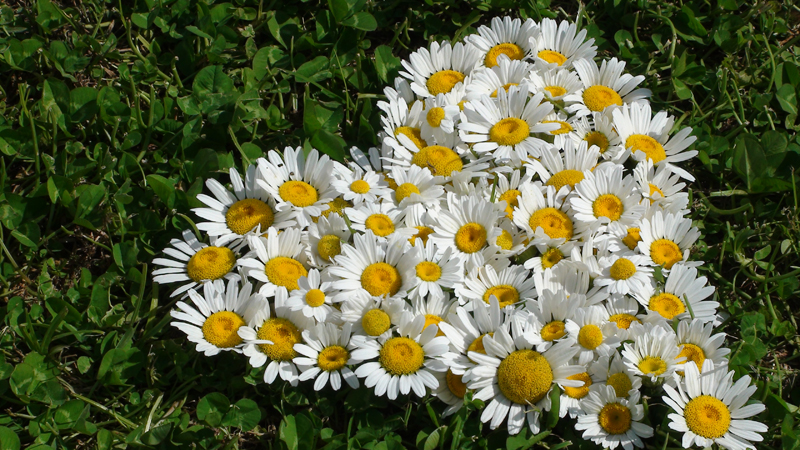 daisy heart
