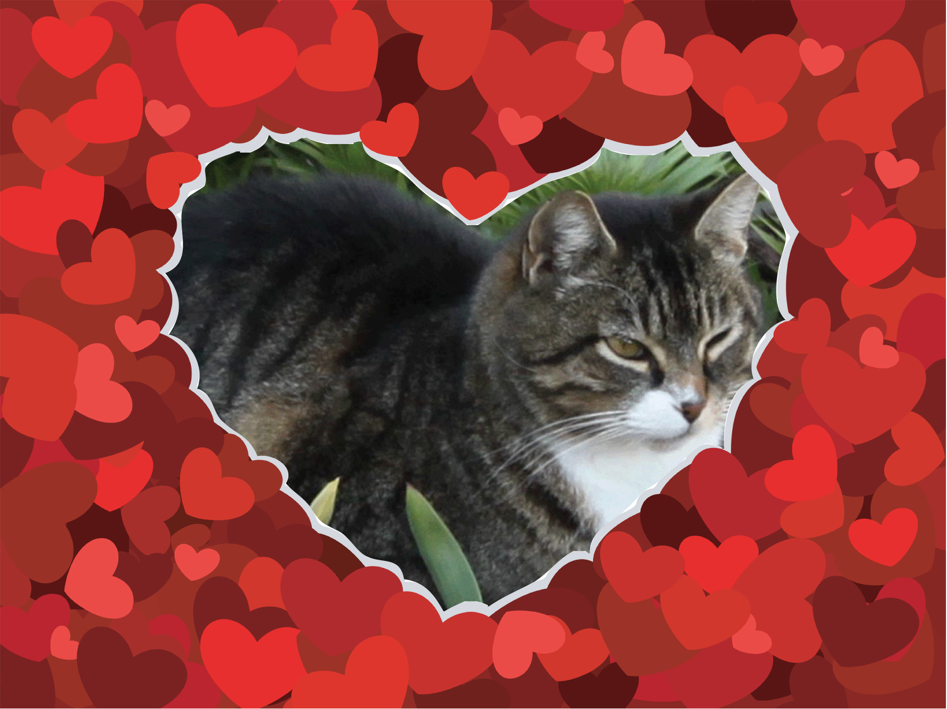 heinous cat heart