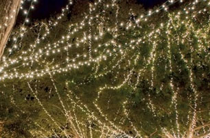 twinkle lights in trees