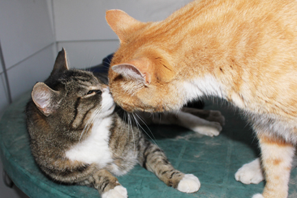 kissing kitties