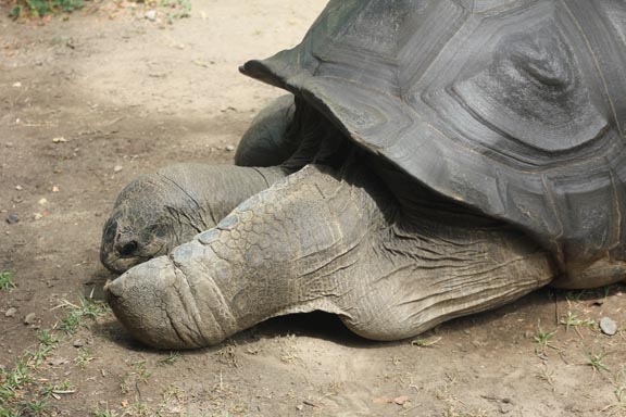 tortoise