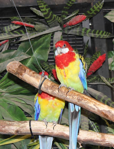 zoo birds