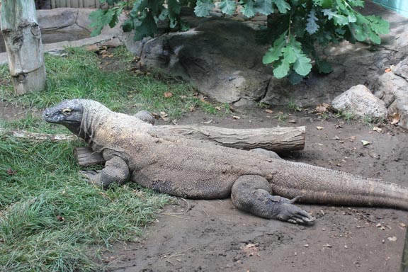 zoo dragon