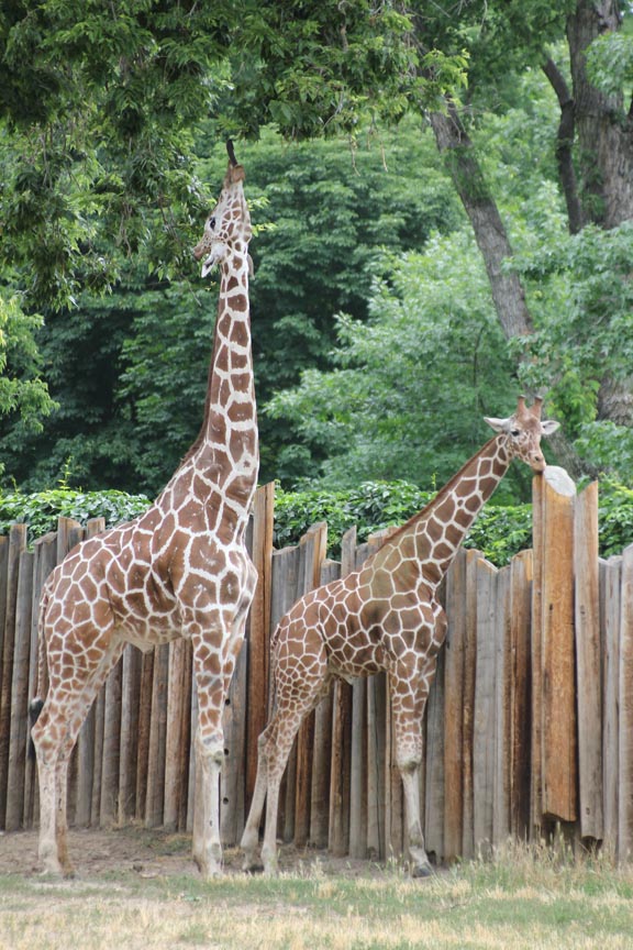 zoo giraffe2