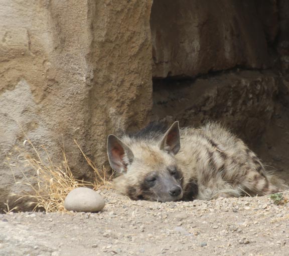 zoo hyena
