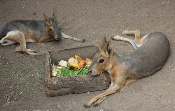 zoo kanga