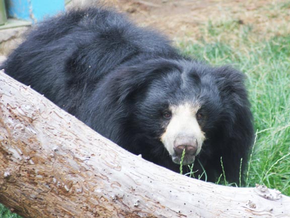 zoo sloth bear