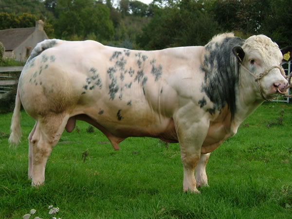 bb bull