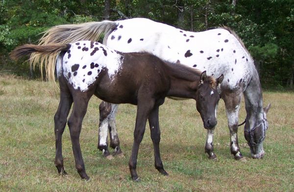 Hart's appaloosa