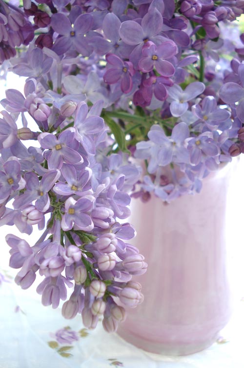 lilacs 1