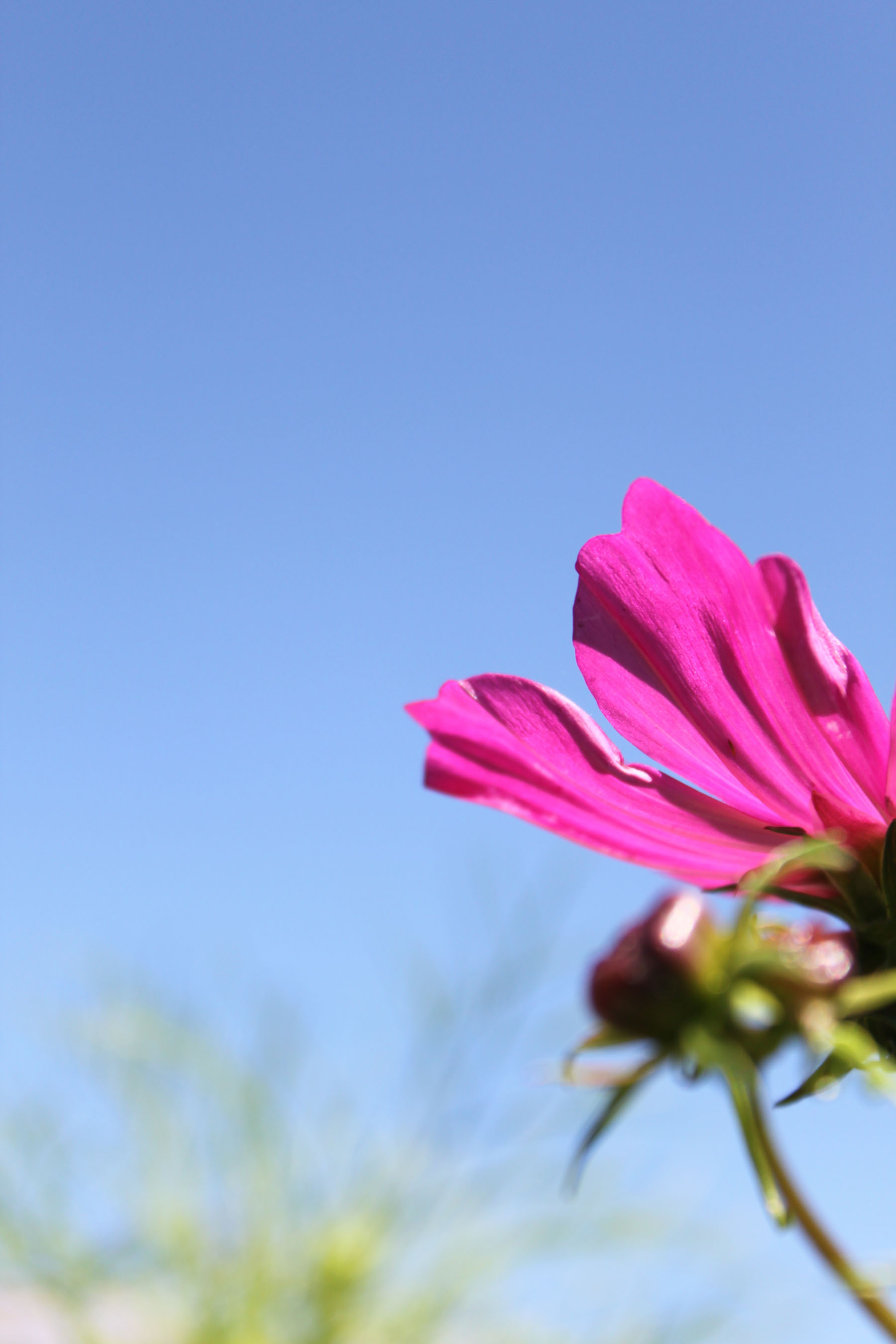 cosmos and blue sky