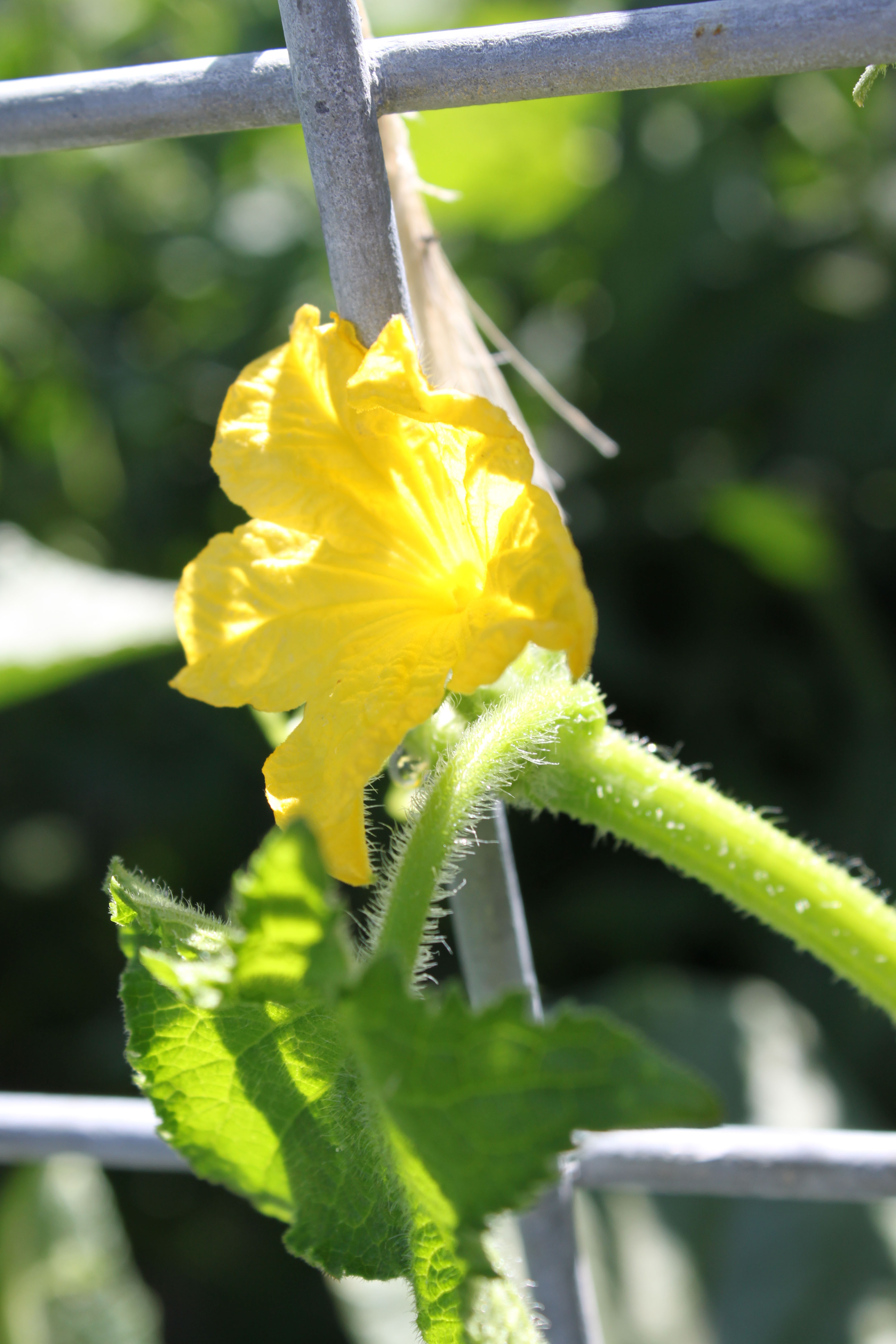 melon blossom