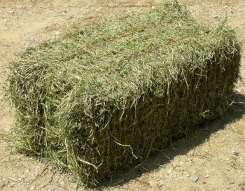 haybale