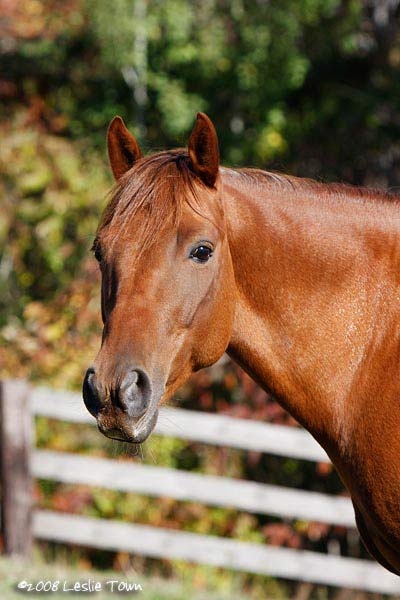 sorrel gelding