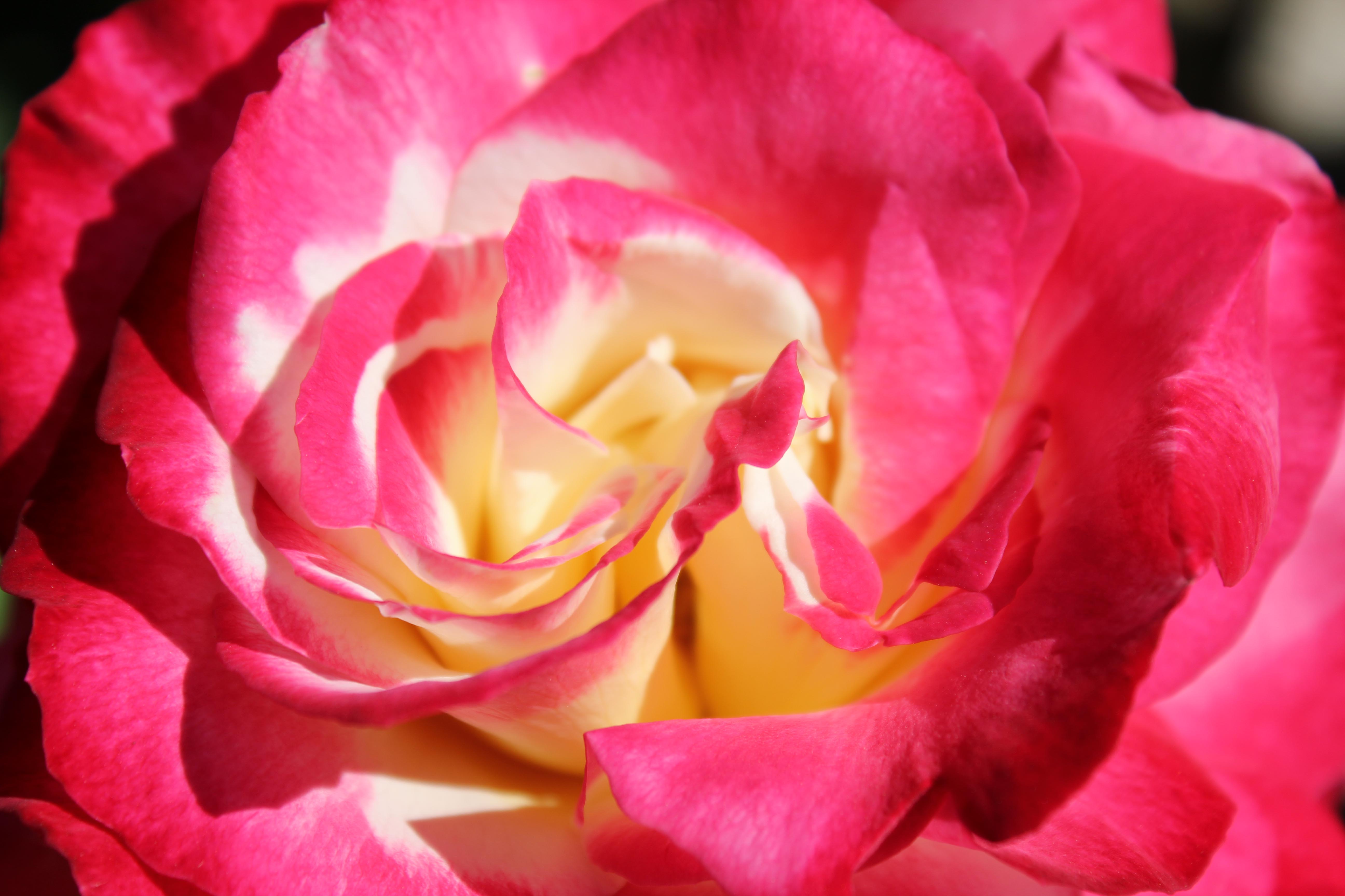 Rose Double Delight