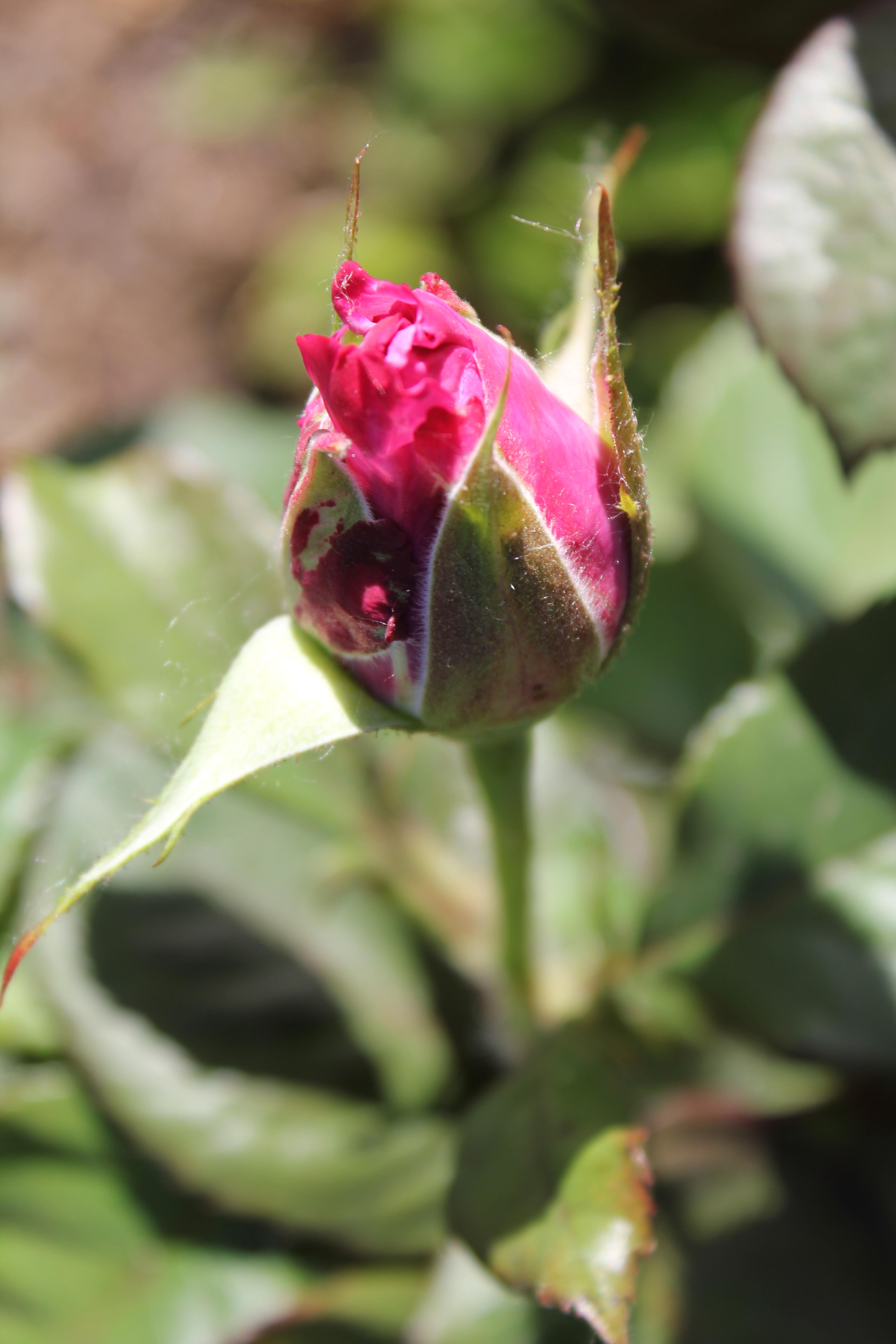 Roses Hot pink Bud