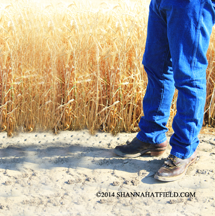 wheat boy 1