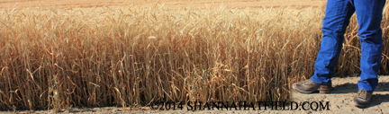wheat boy 2