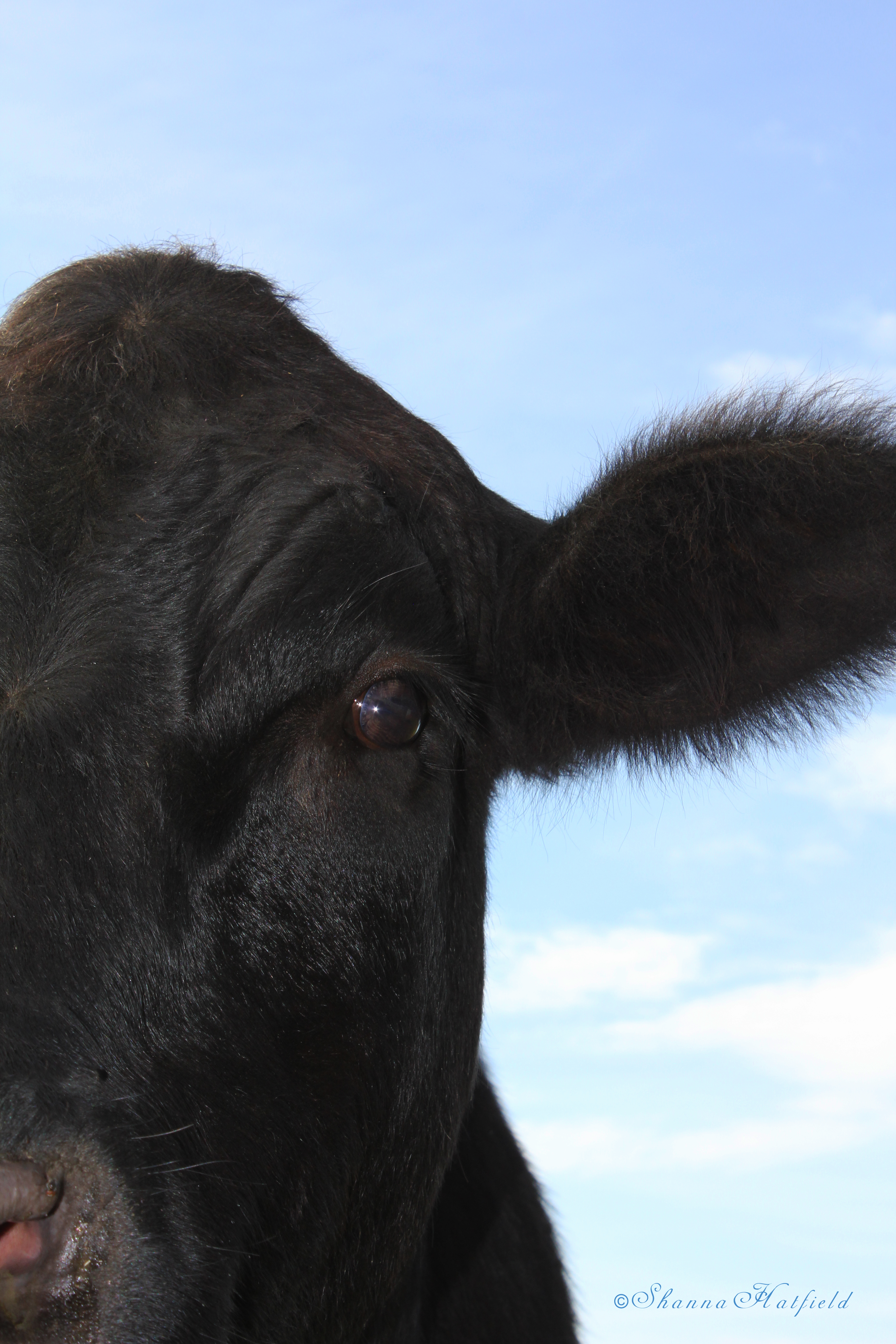 Angus steer 9-14
