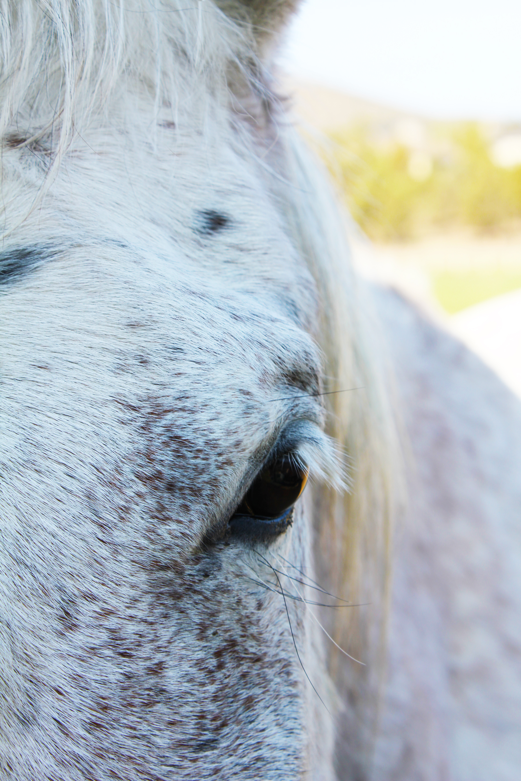 White horse