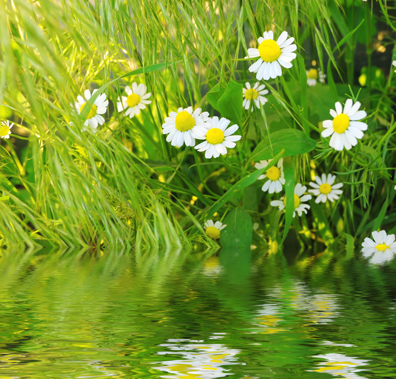 daisys in fresh green grass near pond