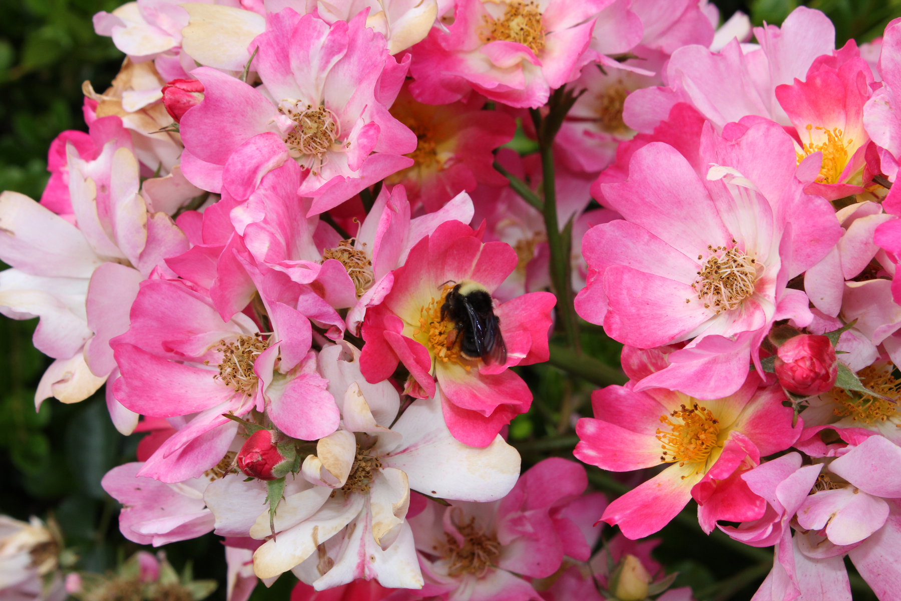 Bee