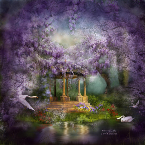 wisteria